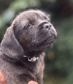 Dackel x Französische Bulldogge Welpen 