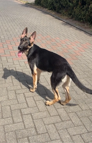 deutscher schäferhund