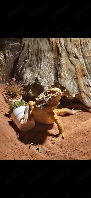 Bartagame mit oder ohne Terrarium  Bild 4