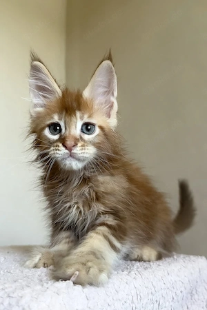 Maine Coon Kater   12 Wochen, geimpft, seltene Farbe & wunderschön     