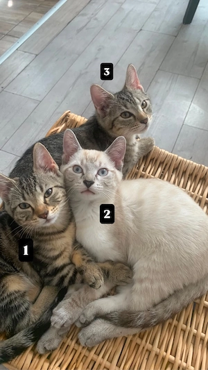 katzenbabys