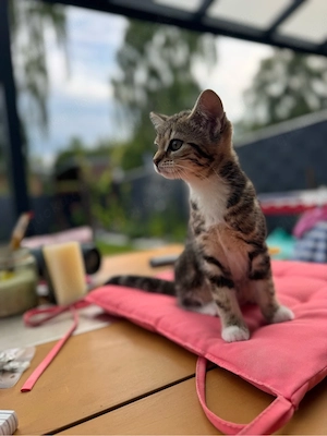 Süßes BKH Mix Mädchen