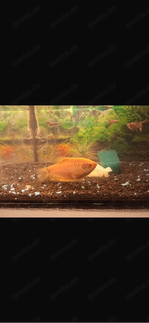 Fadenfisch zu verschenken 