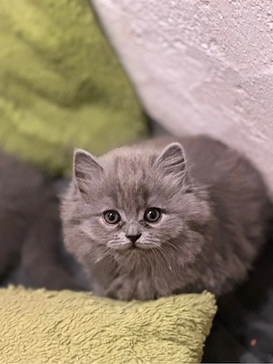 BLH Kitte abzugeben 