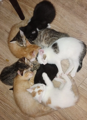 Süße bunte Katzenbabies einer Glückskatzenmama in Berlin