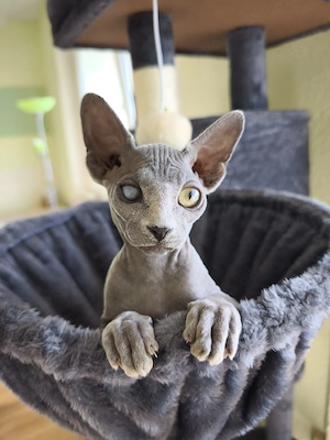 Sphynx Katze 4 Monate