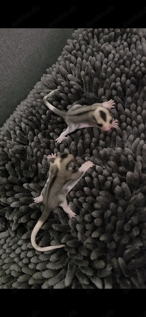Absolute Raritäten: 2 krasse Mosaik Sugar Glider (Ringtail & Whitetail)!