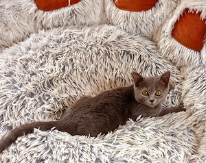 Süße BKH-Siam-Mix Kitten in Blue & Black suchen ein liebevolles Zuhause! 