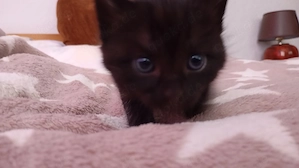 Fünf super süße kitten abzugeben 