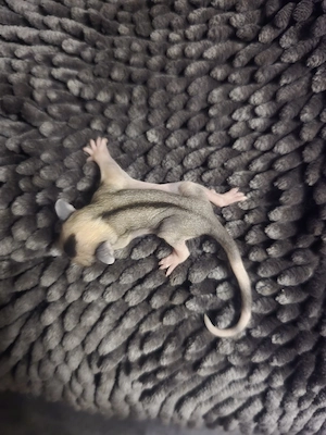 Sugar Glider Brüder dürfen ausziehen
