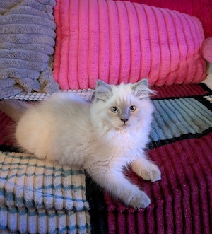 Mischlings Kater 
