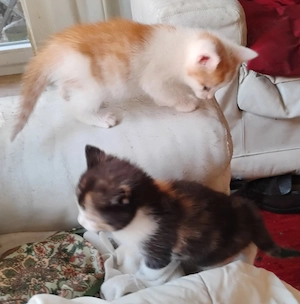 Süße bunte Katzenbabies in  Berlin