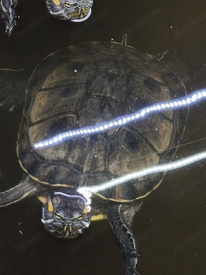Trachemys grayi emolli (Kein Schutzstatus!) Bild 3
