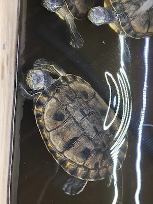 Trachemys grayi emolli (Kein Schutzstatus!) Bild 2