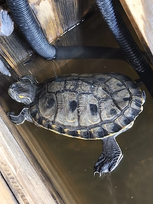 Trachemys grayi emolli (Kein Schutzstatus!)