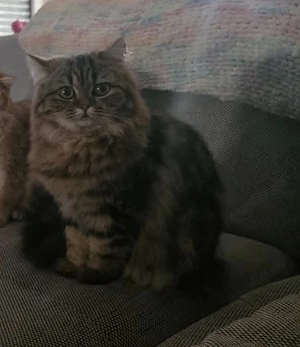 Perserdame sucht neues zu Hause 