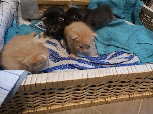 2 Kitten suchen ein neues Zuhause 