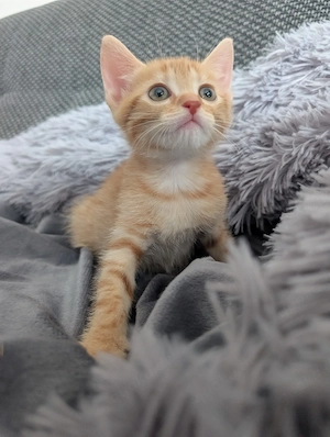 Ein rotes katzenbaby 