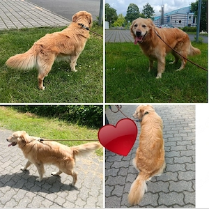 GoldenenRetriver rüde zu verkaufen 