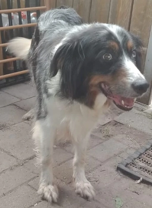 Australien shepherd boder Collie Mix 