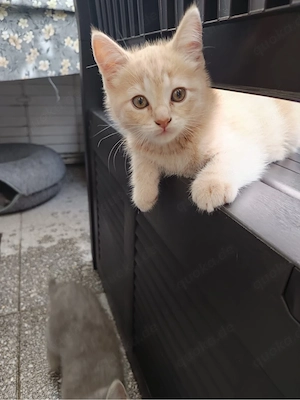 Katzen BKH