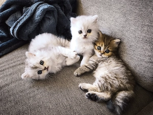 Wunderschöne blh kitten