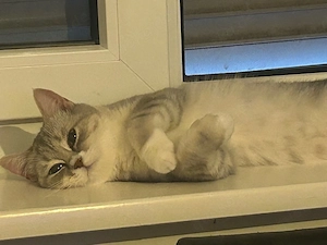 Britisch Kurzhaar Kater & kätzin Bild 2