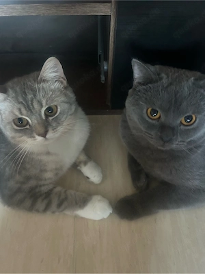 Britisch Kurzhaar Kater & kätzin Bild 3