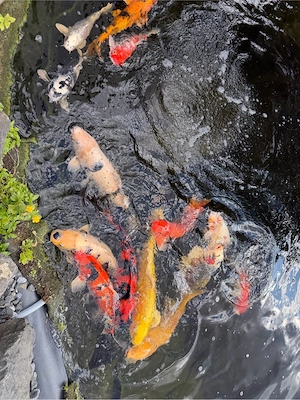 Koi bis 70 cm günstig abzugeben Bild 2
