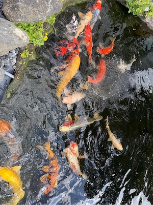 Koi bis 70 cm günstig abzugeben Bild 4