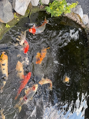 Koi bis 70 cm günstig abzugeben Bild 3