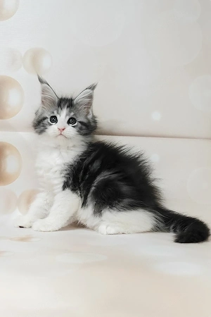 Maine Coon Mädchen  12 Wochen, geimpft, Black Silver Tabby & Weiß     