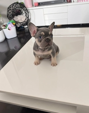 Französische Bulldogge