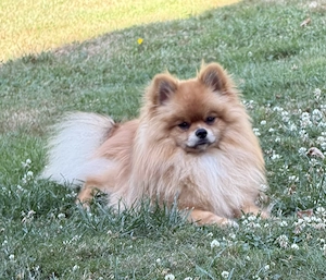  Pomeranian spitz  Rüde