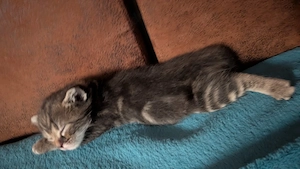 Hauskatze halblang 