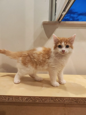 4 rot-weiße Katzenkinder suchen ein Zu Hause