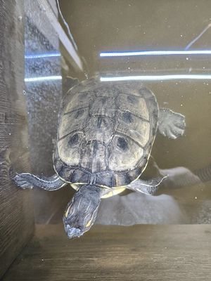 Trachemys grayi emolli (Kein Schutzstatus!) Bild 4