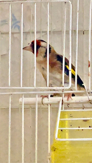 stiglitz parva