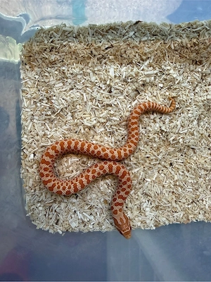 Hakennasennattern Albino  het Albino