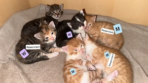 Katzenbabys suchen ab dem 9.9 ein neues Zuhause 
