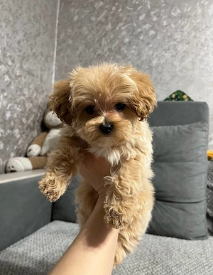 Zuckersüßer Maltipoo-Welpe sucht ein neues Zuhause