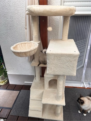 Katzenbaum