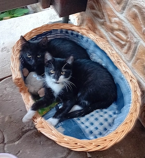 Junge Katzen suchen Zuhause 
