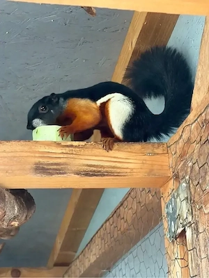 Schönhörnchen weibchen