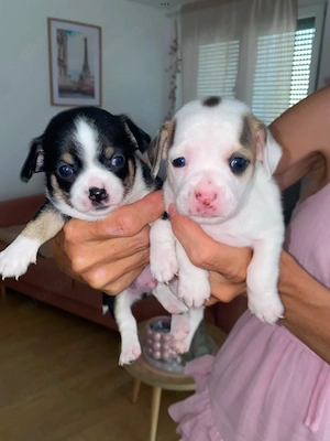 Bezaubernde Chihuahua Welpen Rüden 