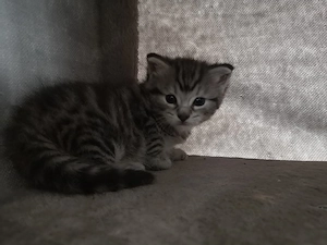 Main Coon Kater sucht ein liebevolles Heim