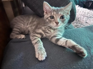 Kater 14 wochen Alt. 