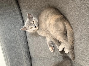 BKH Kitten abgabebereit