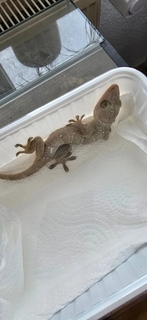 Gekko smithii   1.2 Gruppe abzugeben