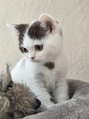 BKH Britisch Kurzhaar Kitten selten 